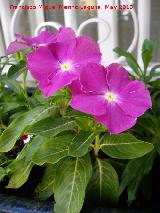 Los Villares Vinca - Vinca rosea. Los Villares
