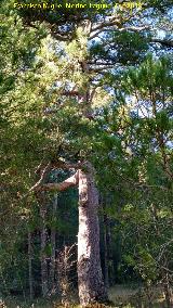 Pino de Valdecuevas.