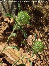 Otiñar Viejo - Jaén Cancelillos - Atractylis cancellata. Otiñar Viejo - Jaén