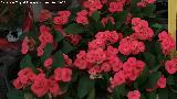 Invernadero en Jaén Corona de Cristo - Euphorbia milii. Invernadero en Jaén