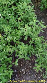 Invernadero en Jaén Estevia - Stevia rebaudiana. Invernadero en Jaén