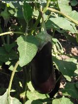 Sorbas Berenjena - Solanum melongena. Sorbas
