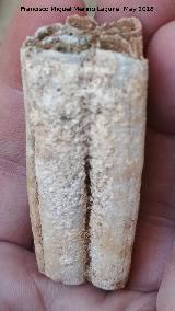 Muela. El Neveral - Jaén Caballo - Equus caballus. Muela. El Neveral - Jaén