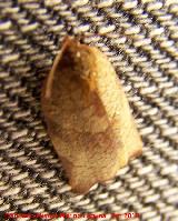 Los Villares Polilla Pandemis - Pandemis sp. Los Villares