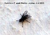 Navas de San Juan Mosca doméstica - Musca domestica. Navas de San Juan