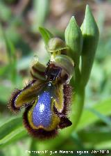 Fuente de la Peña. Jaén Orquídea espejo de Venus - Ophrys speculum. Fuente de la Peña. Jaén