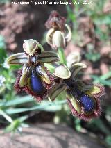 Arquillos el Viejo - Vilches Orquídea espejo de Venus - Ophrys speculum. Arquillos el Viejo - Vilches