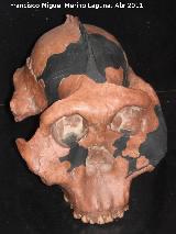 Olduvai - Tanzania Paranthropus boisei. Olduvai - Tanzania
