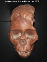 Niño de Taung. Taung - Bechuania Australopithecus africanus. Niño de Taung. Taung - Bechuania