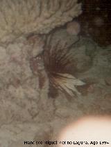 Maldivas Pez león colorado - Pteroirs volitans. Maldivas