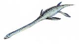Elasmosaurio - Thalassomedon haningtoni.